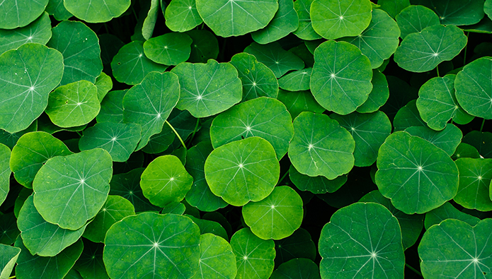 Centella