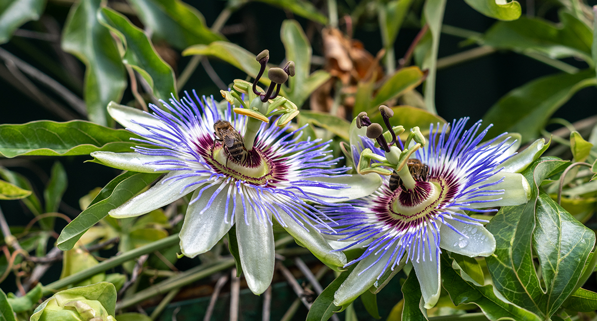 Pasiflora