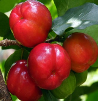 Acerola - ciliegia delle Barbados
